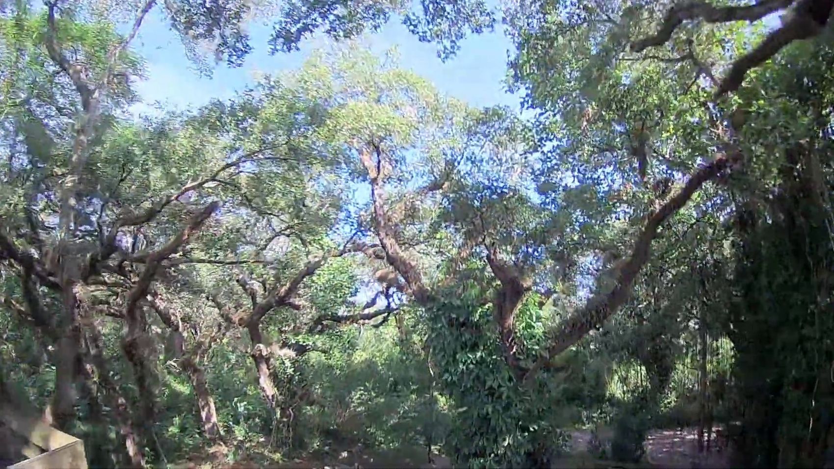 Approaching a timber structure beneath the tree canopy