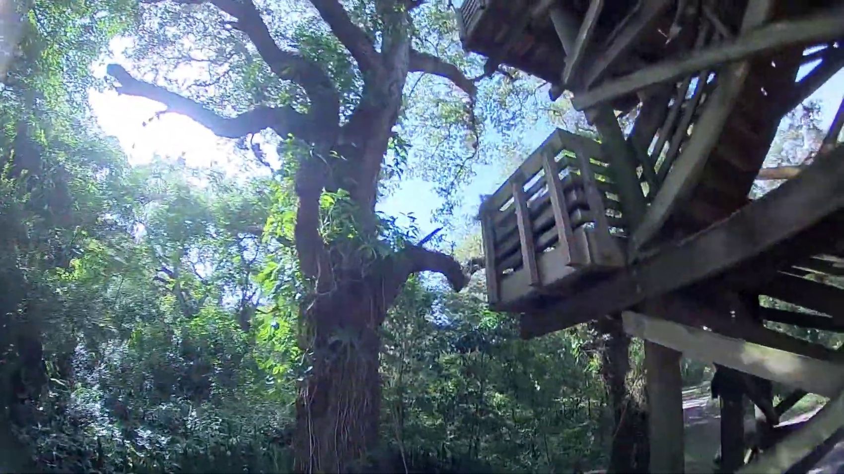 Climbing back out through the canopy